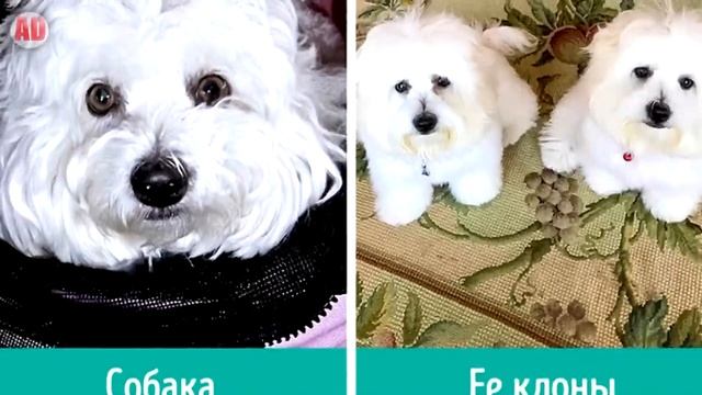 6 СПОСОБОВ ВОСКРЕСИТЬ ДИНОЗАВРОВ смотреть онлайн