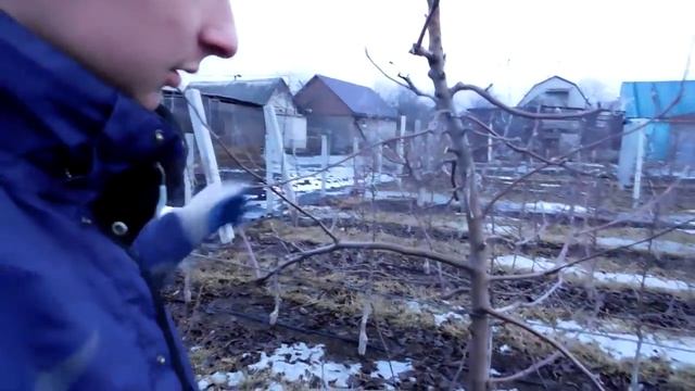 Интенсивная обрезка яблони "Веретено" смотреть онлайн