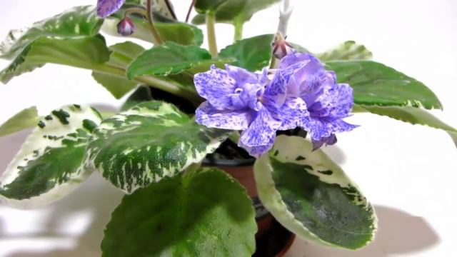 Почему у фиалки листья ЛОЖКОЙ? Юлия Датта смотреть онлайн