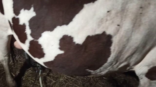 я не пропал мои дорогие друзья 😘 дойка коров смотреть онлайн