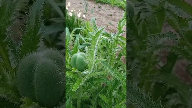 Садовые дела. смотреть онлайн