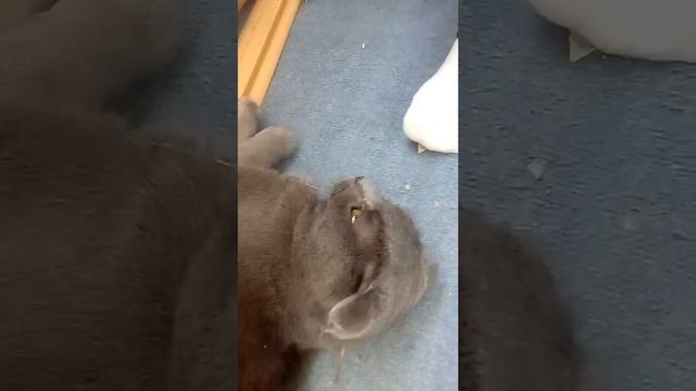 Как надо вырубать кошку смотреть онлайн
