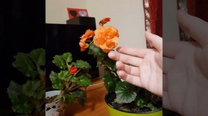 Первое цветение клубневой бегонии, выращенной из семян