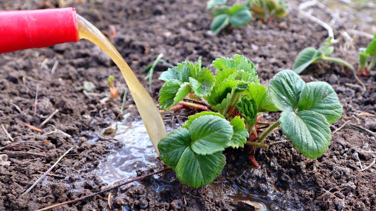 Первое чем нужно подкормить клубнику весной чтобы было очень много крупной ягоды. смотреть онлайн