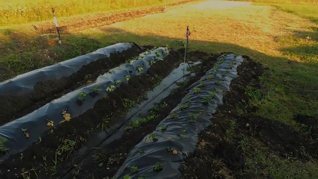 Видео отзыв о Рассадофф. Рассада клубники Москва(Московская область) смотреть онлайн