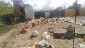 Куры Рэд Бро и Мастер Грей, мой первый опыт