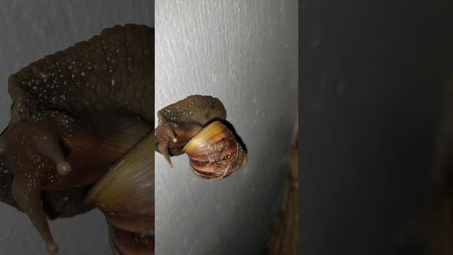 Achatinidae (Land Snail) смотреть онлайн