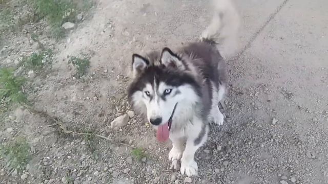 Собака кушает хлеб смотреть онлайн