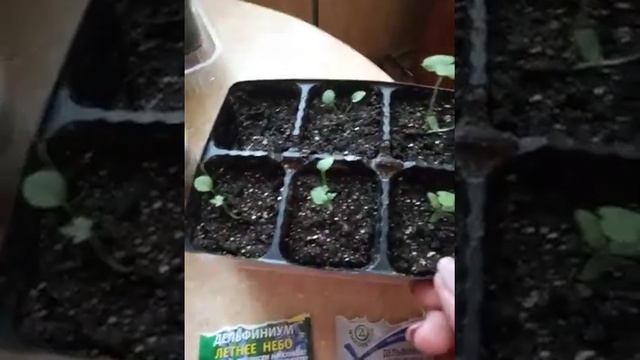 Выращиваем дельфиниум из семян смотреть онлайн