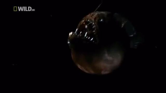 Рыба-удильщик