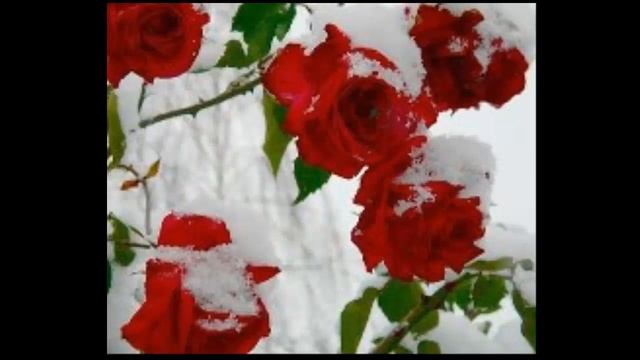 "Баллада о розе" смотреть онлайн