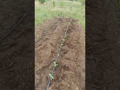 Любимый подсолнух !