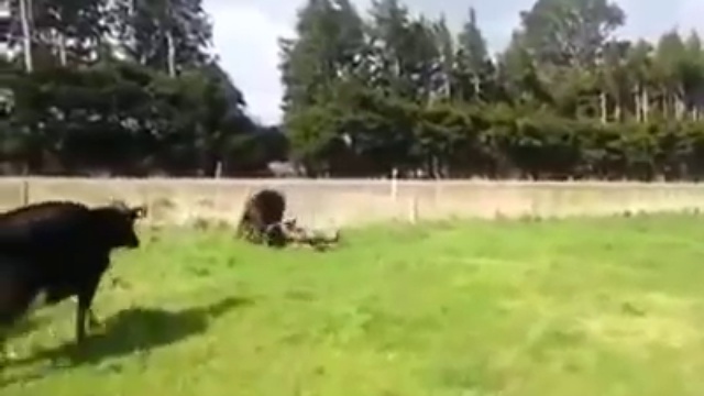 korova_zashishaet_telenka_yapfiles.ru смотреть онлайн