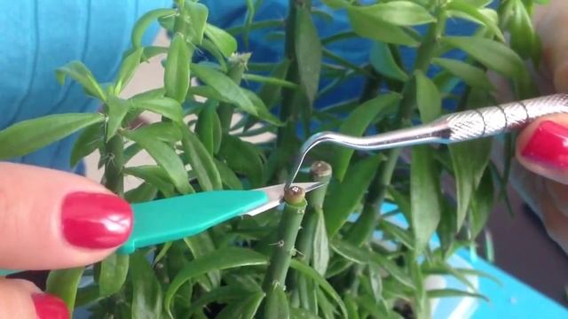 Прививка кактуса смотреть онлайн