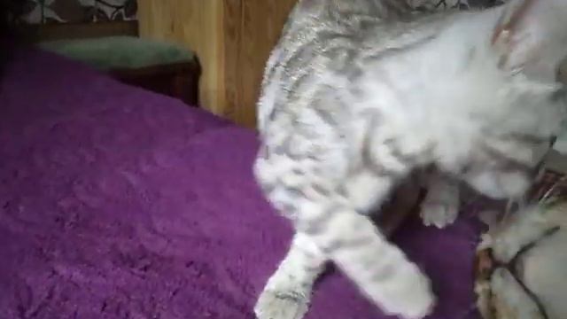 Серебряная бенгалка 2 месяца