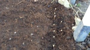 ЧЕРЕНКОВАНИЕ МЕТЕЛЬЧАТЫХ ГОРТЕНЗИЙ одревесневшими черенками