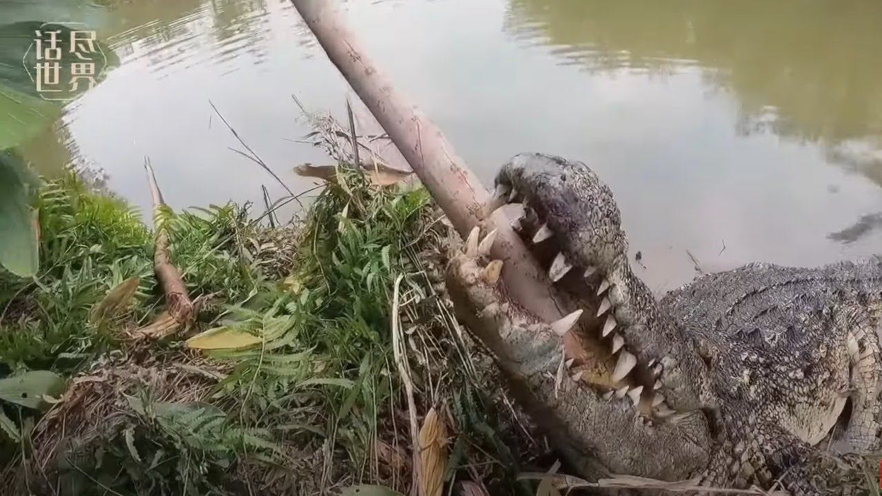 Came to the pond to catch fish, and there is a crocodile смотреть онлайн