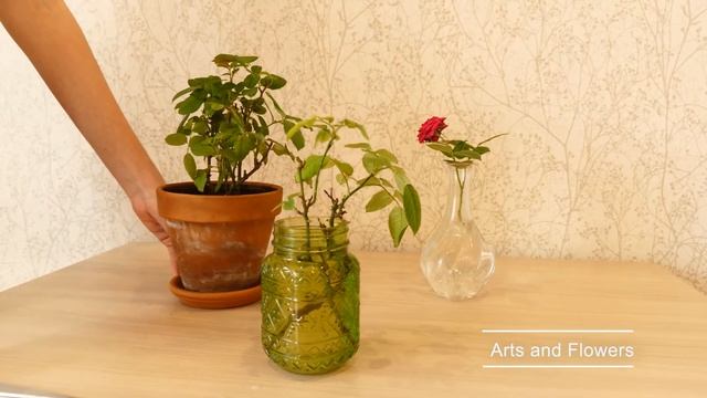Размножение комнатной розы - черенкование |Arts and Flowers смотреть онлайн