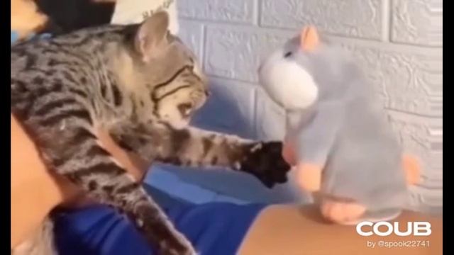 ПОДБОРКА СМЕШНЫХ ПРИКОЛОВ С ЖИВОТНЫМИ. КОРОТКИЕ ВИДЕОНАРЕЗКИ #Shorts (#14) смотреть онлайн