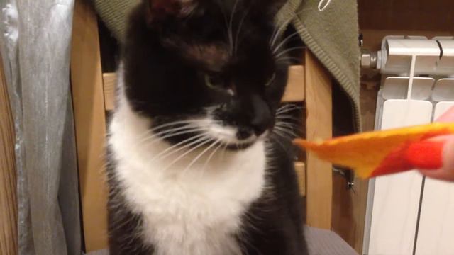 Кошка ест манго смотреть онлайн