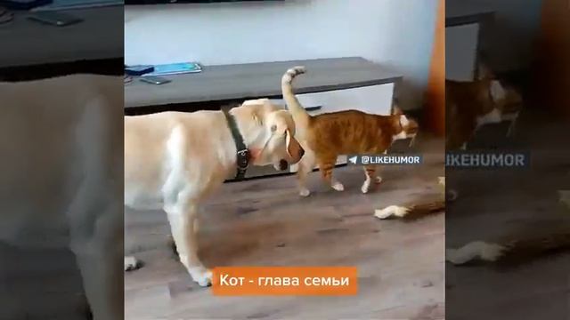 Кот - глава семейства смотреть онлайн