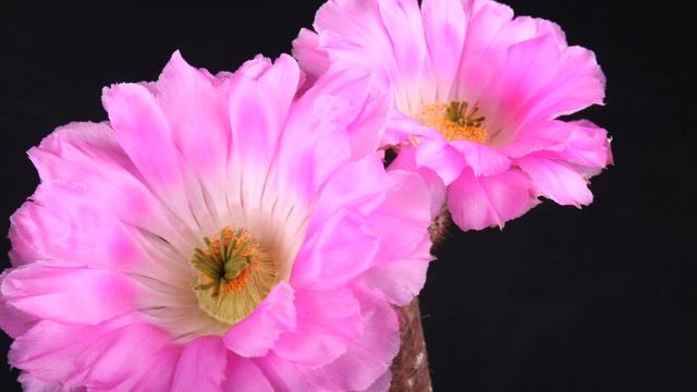 Echinocereus pectinatus var. rigidissimus ssp. rubrispinus смотреть онлайн
