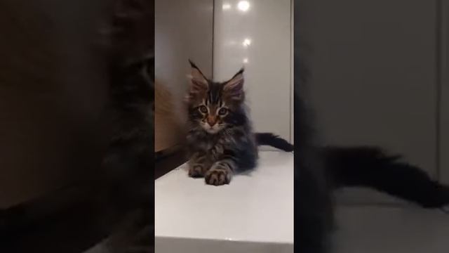 Котик мейн-кун Dollar(1) смотреть онлайн