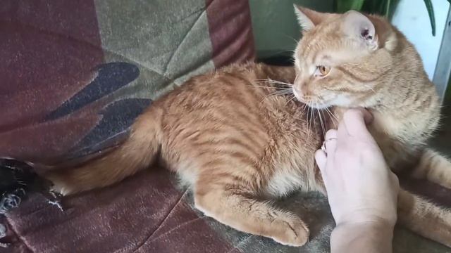 Скворец домашний Чипик и кот. смотреть онлайн