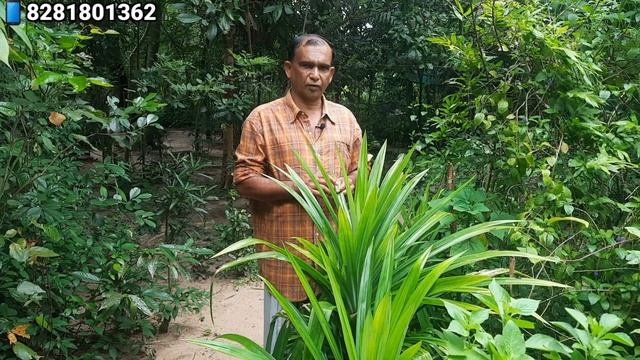 Rambha | രംഭ | Pandanus Amaryllifolius |ബിരിയാണികൈത | Biriyanichedi | Pandan | Fragrant Pandan смотреть онлайн