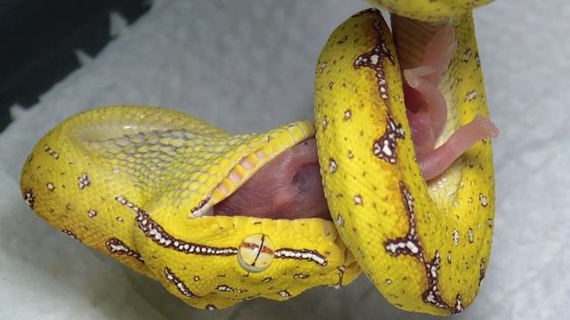 Green Tree Python Feeding смотреть онлайн