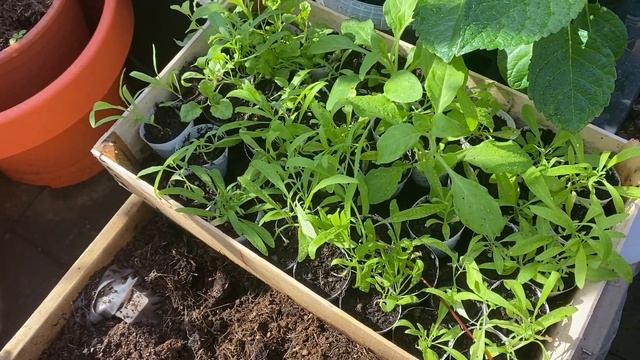 Исландия.Гороховый суп оказался просроченным и весна не пришла((( смотреть онлайн