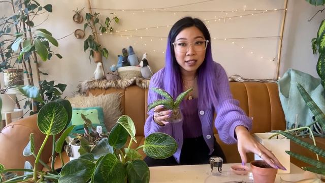 PLANT CHORES | Updates, pruning, propagating 💪 Repotting philodendrons, holiday cacti, sansevieria смотреть онлайн