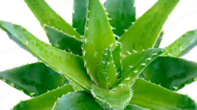 Gullarni sug`orish usullari Гулларни суғориш усуллари смотреть онлайн