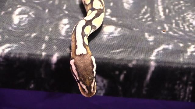 See ADULT BALL PYTHONS!! Not just baby snakes, how they look as adults! смотреть онлайн