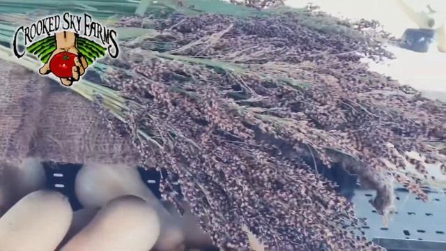 Farm Stand Walkthrough - Crooked Sky Farms - Nov 2019 смотреть онлайн