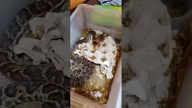 Самая большая коллекция змей часть 2 смотреть онлайн