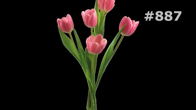 #887. Тюльпаны - очень красивые цветы смотреть онлайн