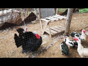 Хищники в курятнике, как защитить птицу от собаки, крыс, лиса, хорьки, ласки
