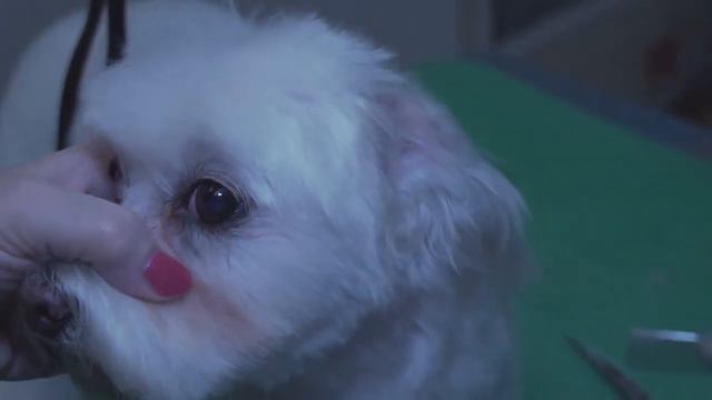 Coton de Tulear: Grooming: Tutorial