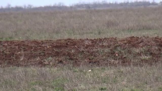 861 Эпаньол Бретон Гера смотреть онлайн