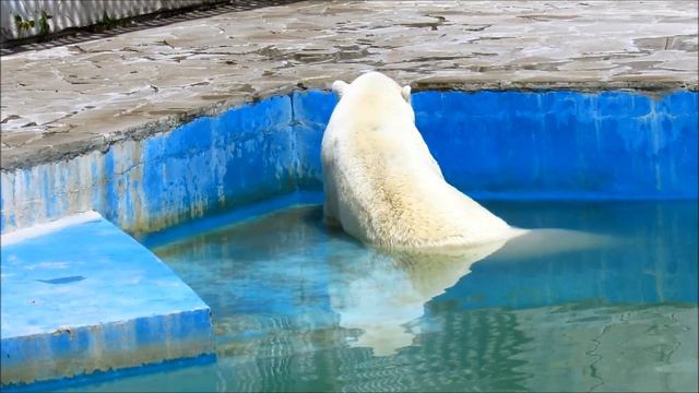 Белый медведь Айон в Ростовском зоопарке. 20.07.22 г. смотреть онлайн
