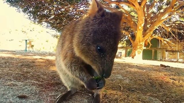 25 Cutest Exotic Animals You Can Own As Pets