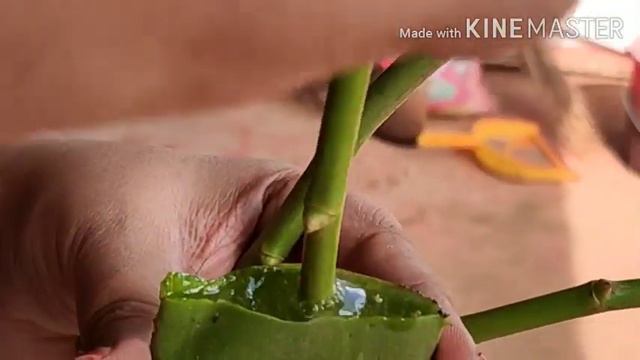 பன்னீர் ரோஸ், நாட்டு ரோஸ் செடியை இப்படி பதியம் போடுங்க|ROSE PLANTS PROPAGATION IN TAMIL|PANEER ROSE смотреть онлайн