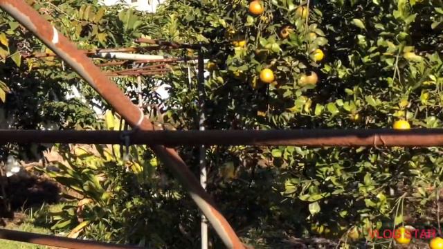 Sweet garden of grandma смотреть онлайн