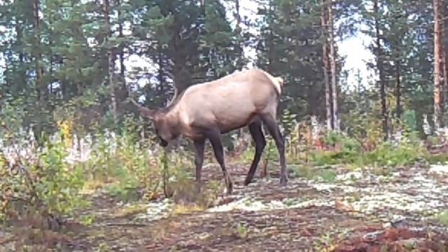 МЕДВЕДЬ СЪЕЛ ИЗЮБРЯ / МЕДВЕДИ, ИЗЮБРИ .. смотреть онлайн