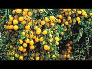 Растут как сорняк а томатов девать некуда! Лучшие урожайные сорта черри для открытого грунта.