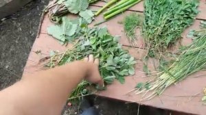 Какую траву можно давать бройлерам, индюкам и в каком количестве.