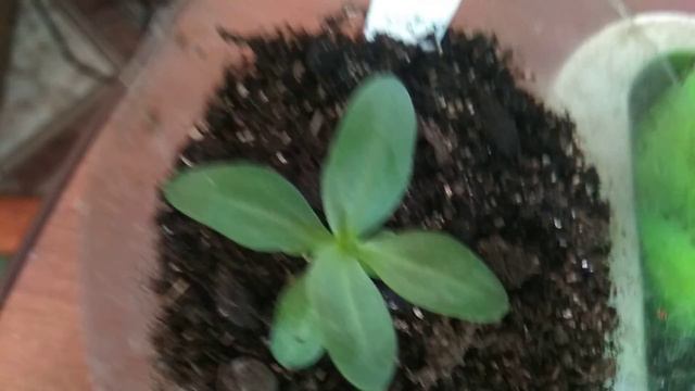 Обзор эустома на 26февраля 2019года. смотреть онлайн