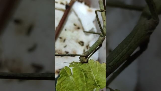 Кормление Аннамского палочника смотреть онлайн