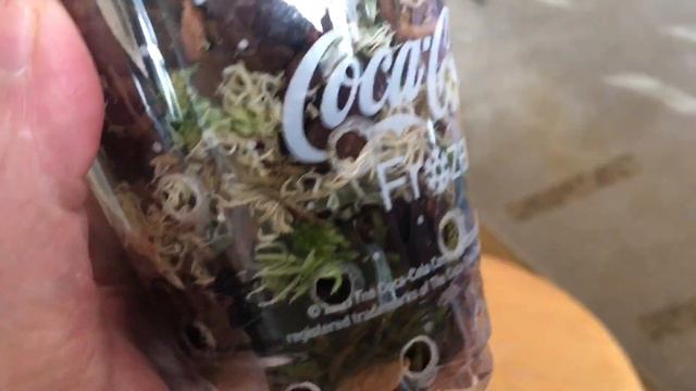 Печальное видео про фаленопсис Yaphon Cupid, который хочет в орхорай.😢 смотреть онлайн